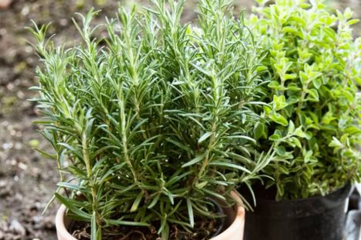 Rosmarin und Oregano im Topf